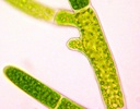 Cladophora cells