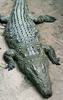 Nile Crocodile