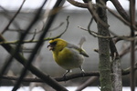 captive palila