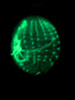 metaphase chromosomes