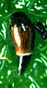 Habitus of Hydroscapha natans