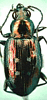 Habitus of Bembidion inaequale