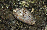 large olive snail on rock