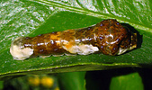 Giant swallowtail (Papilio cresphontes) larva, Arizona