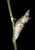 Giant swallowtail (Papilio cresphontes) pupa, Arizona