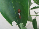 Two-tailed Swallowtail larva (second instar)