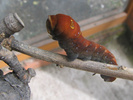 Two-tailed Swallowtail larva ready to pupate