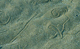 tracks left by small olive snail