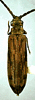 Habitus of Tenomerga concolor