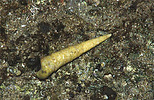 tower snail on rock