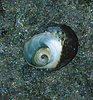 turbo snail on rock