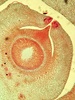 Prepared slide of a cycad (Zamia) ovule.